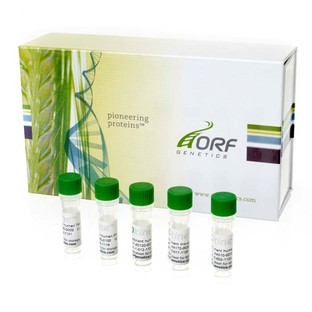 ISOkine™ human VEGF165, recombinant from barley