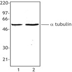 Biotin anti-Tubulin-alpha