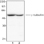 G-tubulin-14c11_111705