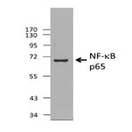 Purified anti-NF-kappaB p65