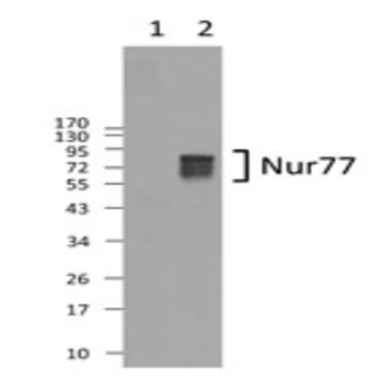 Purified anti-Nur77 