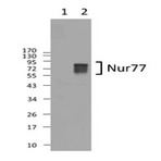 1e10a15_purified_nur77_antibody_wb_011013