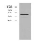 2f7-2_purified_rorgt_antibody_wb_020513