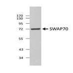 9d9a19_purified_swap70_antibody_wb_022513