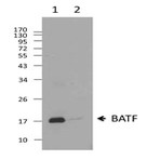 9b5a13_purified_batf_antibody_wb_022513
