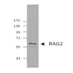 3g4a26_purified_rag2_antibody_wb_031913