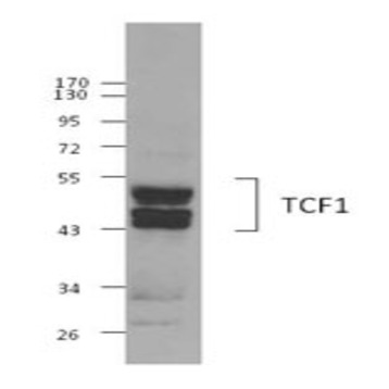 Purified anti-TCF1 (TCF7)