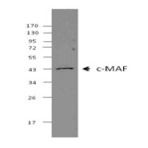 2d9a29_c-maf_purified_antibody_wb_051513