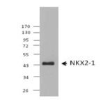 14d3a28_purified_nkx2-1_antibody_fc_052213
