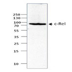 2f5a22_purified_c-rel_antibody_wb_062413