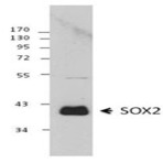 14a6a34_purified_sox2_antibody_wb_062713