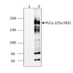 Poly6562_plc_gamma-1_phosphorylated_tyr783_antibody_wb_072513