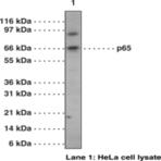NF-kB (p65) Polyclonal Antibody (aa 538-546)