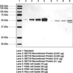 SET7/9 (FL) Polyclonal Antibody