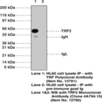 TRF2 Polyclonal Antibody