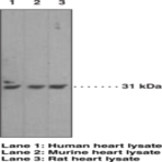 Caspase-3 Monoclonal Antibody (Clone 31A1067)