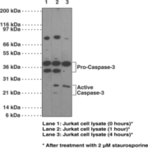 Caspase-3 Monoclonal Antibody (Clone 31A893)
