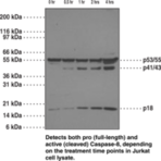 Caspase-8 Monoclonal Antibody (Clone 90A992)