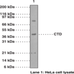 Caspase-9 (carboxy-terminal divergent) Polyclonal Antibody