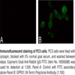 GPR31 (N-Term) Polyclonal Antibody