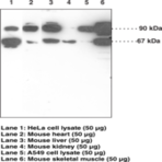 Nrf2 (N-Term) Polyclonal Antibody