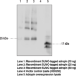 Adropin Monoclonal Antibody (Clone CC1133F5)