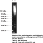 Multiubiquitin Chain Monoclonal Antibody (Clone FK1)