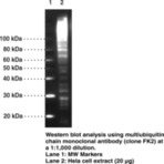 Multiubiquitin Chain Monoclonal Antibody (Clone FK2)