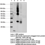 Irisin Polyclonal Antibody