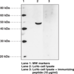 GPR120 (N-Term) Polyclonal Antibody
