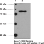 GPR41 (C-Term) Polyclonal Antibody