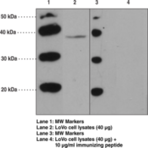 GPR43 (Internal) Polyclonal Antibody