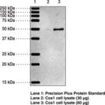 5-OxoETE Receptor Polyclonal Antibody