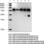 Goat Anti-COX-2 (human) Affinity-Purified Polyclonal Antibody