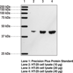 DP1 Receptor Polyclonal Antibody