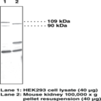 PGC-1 Polyclonal Antibody