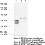 EP1 Receptor Polyclonal Antibody