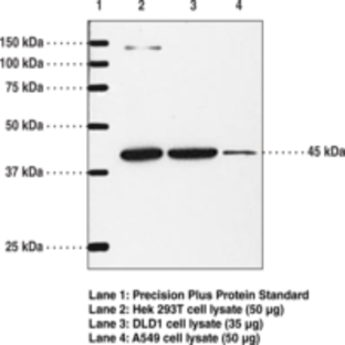 IP Receptor (mouse) Polyclonal Antibody