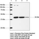 IP Receptor (mouse) Polyclonal Antibody