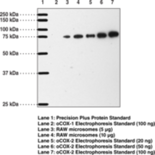 COX-2 (mouse) Polyclonal Antibody (aa 570-598)