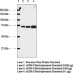 COX-2 (human) Polyclonal Antibody