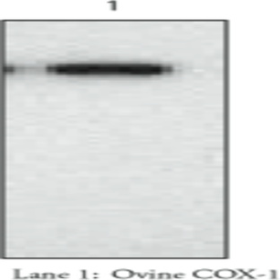 COX-1 (ovine) Polyclonal Antiserum