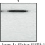COX-1 (ovine) Polyclonal Antiserum