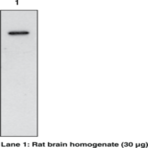COX-1 (mouse) Polyclonal Antibody