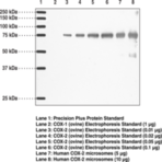 COX-2 Monoclonal Antibody (Clone CX229)
