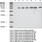 COX-2 (mouse) Polyclonal Antibody (aa 584-598)