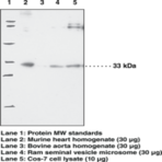 Prostaglandin E Synthase-2 (microsomal) Polyclonal Antibody