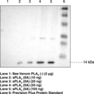 sPLA2 (human Type IIA) Polyclonal Antiserum