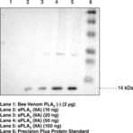 sPLA2 (human Type IIA) Polyclonal Antiserum