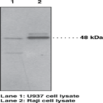 PAF Receptor (human) Polyclonal Antibody